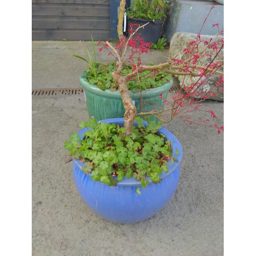 141 - 2 large glazed pots with Japanese maples, health of plants questionable