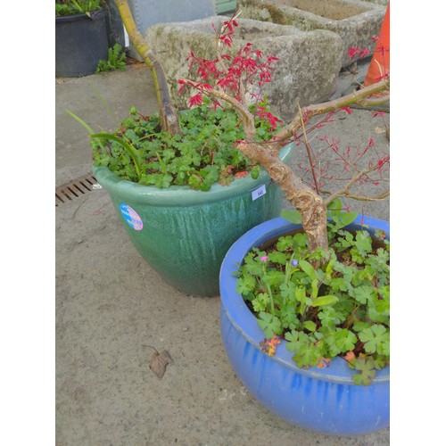 141 - 2 large glazed pots with Japanese maples, health of plants questionable