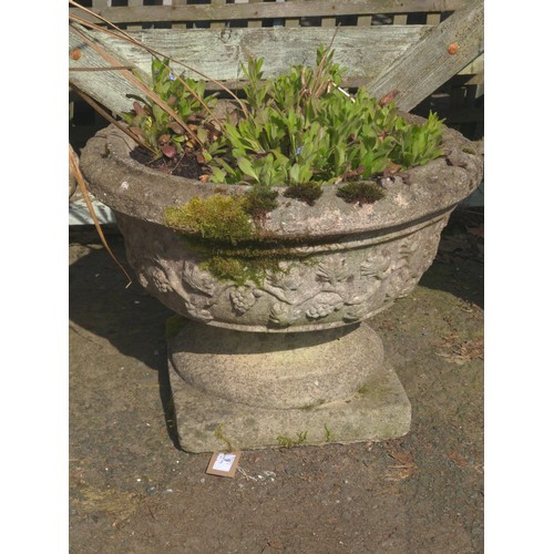 6 - Concrete urn planter with contents. H37cm