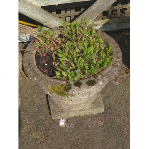 6 - Concrete urn planter with contents. H37cm