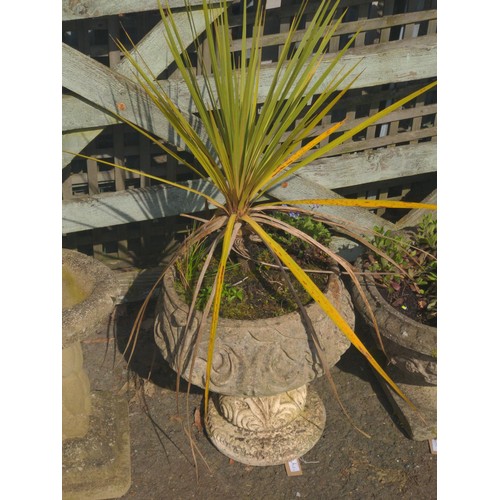 7 - Concrete urn planter with acanthus design, with cordyline contents H47cm