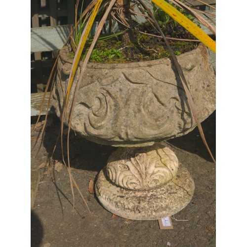 7 - Concrete urn planter with acanthus design, with cordyline contents H47cm