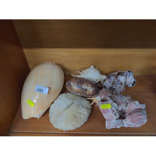 345 - Six large shell and coral specimens