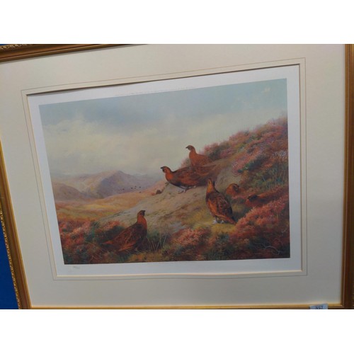 357 - Archibald Thorburn limited edition print 383/500. Grouse 81cm x 66cm overall. Unglazed.