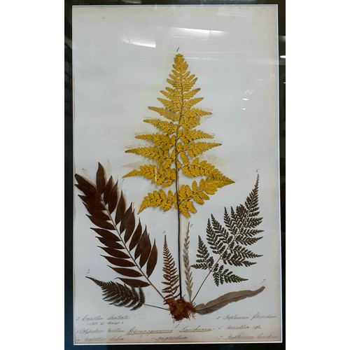 359 - Set of four Victorian framed ferns from Antony House, with descriptive annotation at base of works.