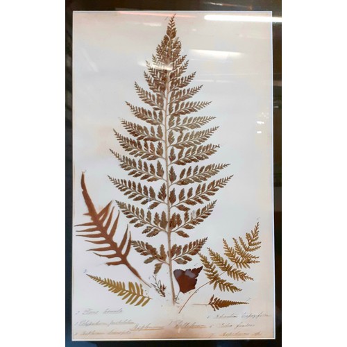 359 - Set of four Victorian framed ferns from Antony House, with descriptive annotation at base of works.