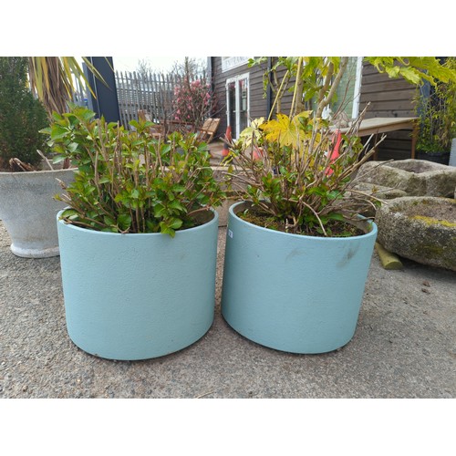 3E - Pair of living plants in painted light green concrete planters, Dia 51 x H39 cm approx