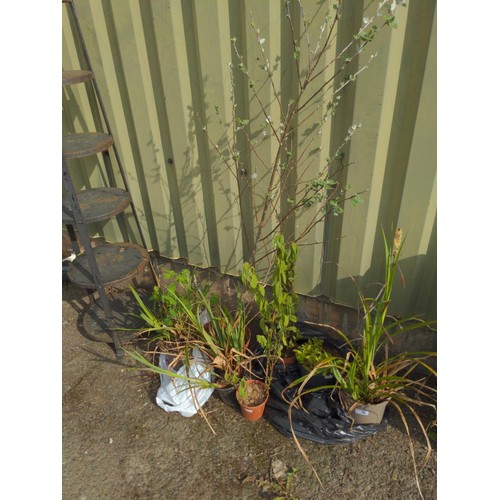 26 - 7 potted plants & shrubs