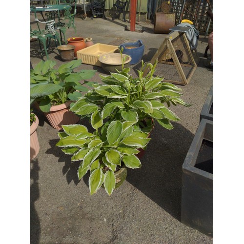 103 - 2 potted hostas.