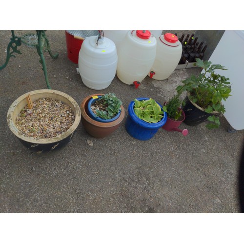 117 - Pots & planters containing hostas, gladioli bulbs etc.