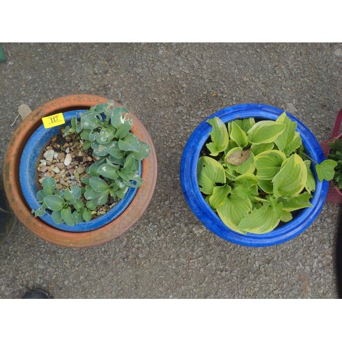 117 - Pots & planters containing hostas, gladioli bulbs etc.