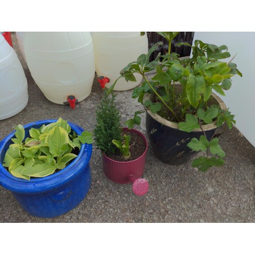 117 - Pots & planters containing hostas, gladioli bulbs etc.