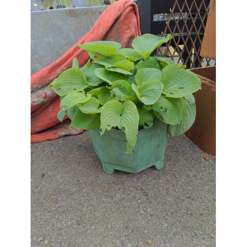 119 - Potted hosta