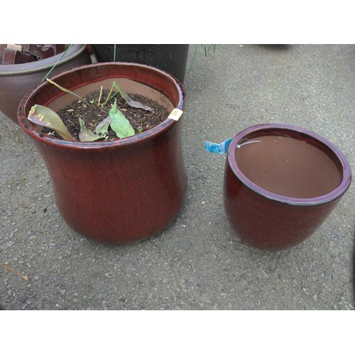 126 - 2 burgundy planters, 1 with bulb contents. Tallest H36cm