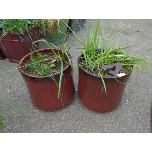 128 - Pair of burgundy glazed plant pots with bulb contents. H30cm