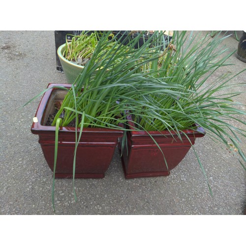 129 - Pair of square burgundy glazed planters with bulb contents. H32cm