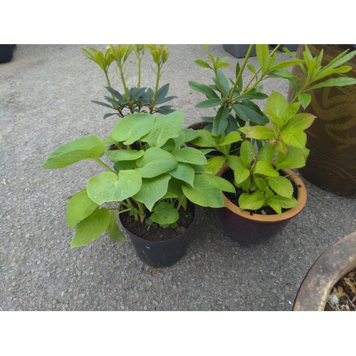 16 - 4 potted plants: Hosta, Hydrangea & 2 rhododendrons 