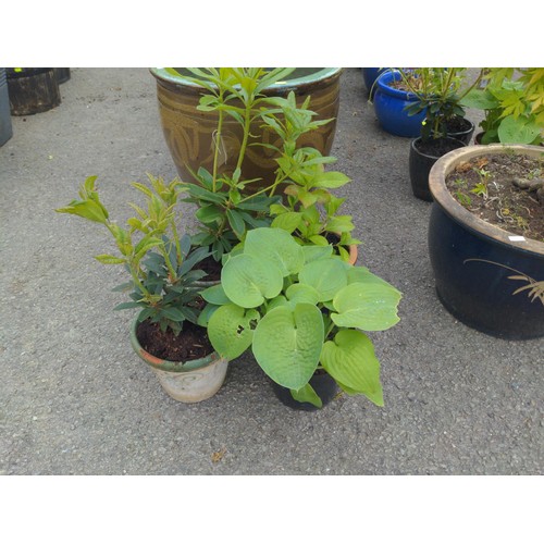 16 - 4 potted plants: Hosta, Hydrangea & 2 rhododendrons 