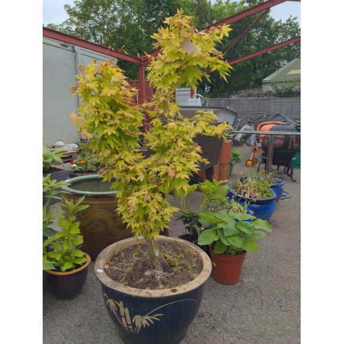 17 - Potted Japanese maple. Pot with slight damage. H125cm.