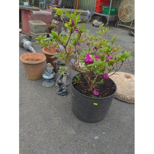 21 - Potted azalea