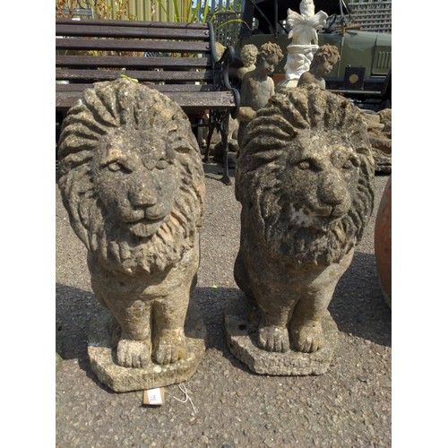 73 - Pair of concrete lions H50cm 