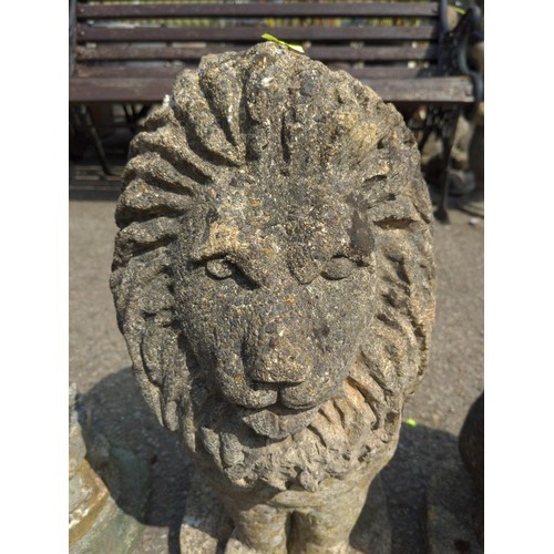 73 - Pair of concrete lions H50cm 