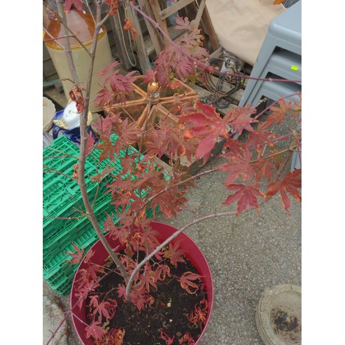 185 - Acer potted in red plastic pot.