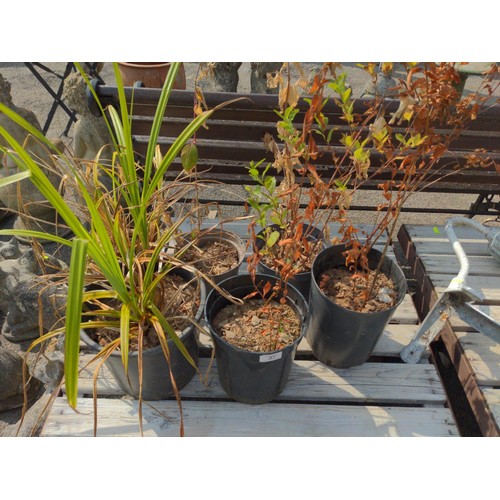 37 - 6 potted Plants in plastic pots, inc. 2 x ornamental grasses, 2 x fuchsia and 2 x spirea