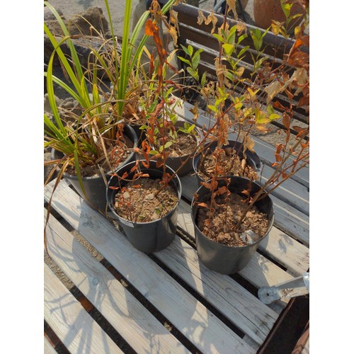 37 - 6 potted Plants in plastic pots, inc. 2 x ornamental grasses, 2 x fuchsia and 2 x spirea