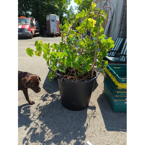 182A - Potted grape climber