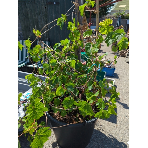 182A - Potted grape climber