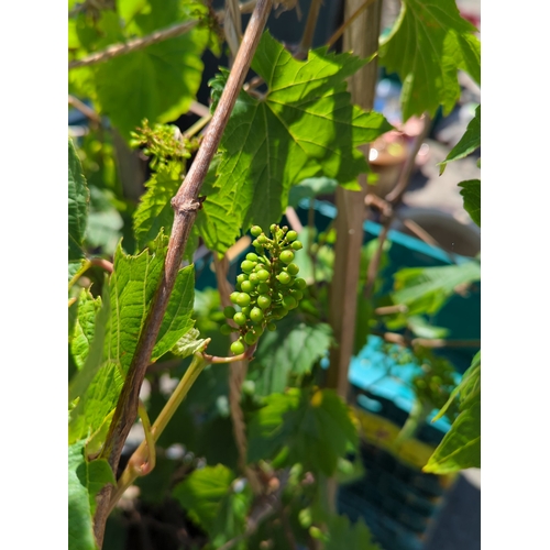 182A - Potted grape climber