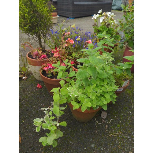 103 - potted plants in terracotta pots x 6 Inc.. Mint plant + others 