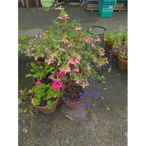 104 - potted plants x 8 some in terracotta plants Inc.. Fuschia etc.. 