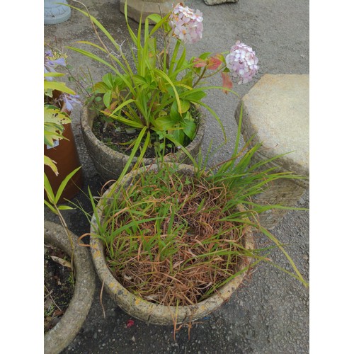 122 - concrete barrel style planters x 2 42 x41cm