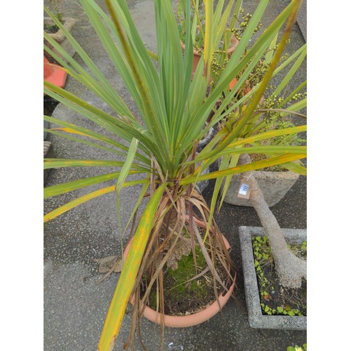 132 - concrete planters with contents cordylines x 2  