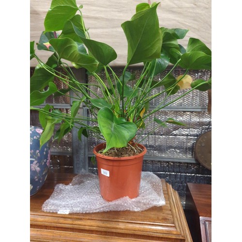 989 - Potted Anthurium, full ht 72 cms approx