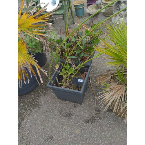 828 - Two plastic planters with bay tree and lobelia