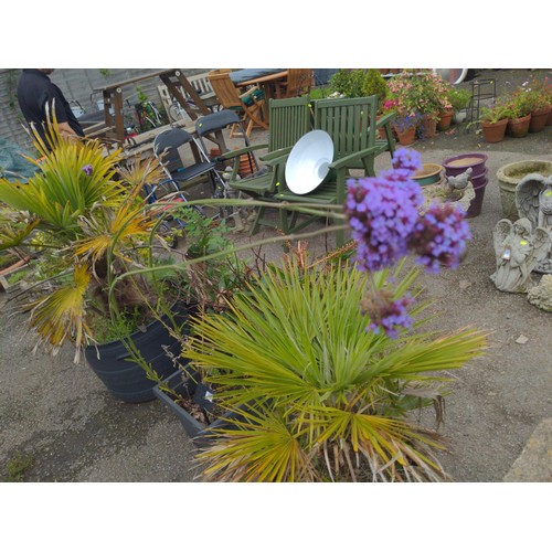 828 - Two plastic planters with bay tree and lobelia