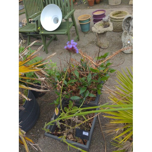 828 - Two plastic planters with bay tree and lobelia