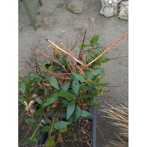 828 - Two plastic planters with bay tree and lobelia