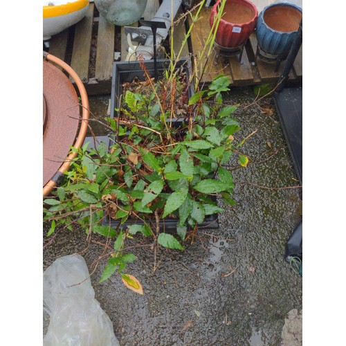 828 - Two plastic planters with bay tree and lobelia