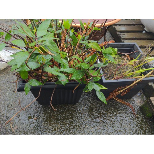 828 - Two plastic planters with bay tree and lobelia