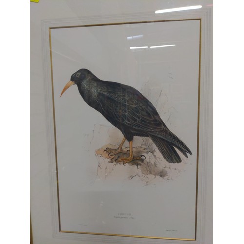 513 - Enlarged book plate style prints of birds inc Chough and Heron 70 x 54cm