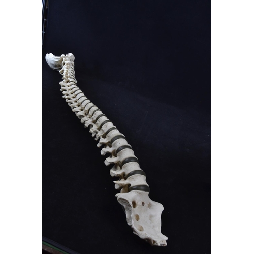 439 - A vintage anatomical model of a spine, possibly by Adam Rouilly, length approx. 79cm