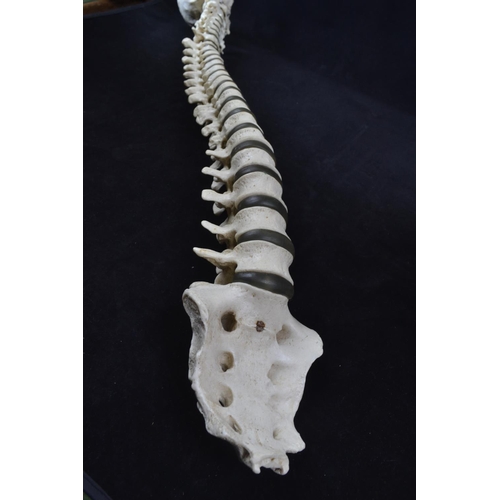 439 - A vintage anatomical model of a spine, possibly by Adam Rouilly, length approx. 79cm