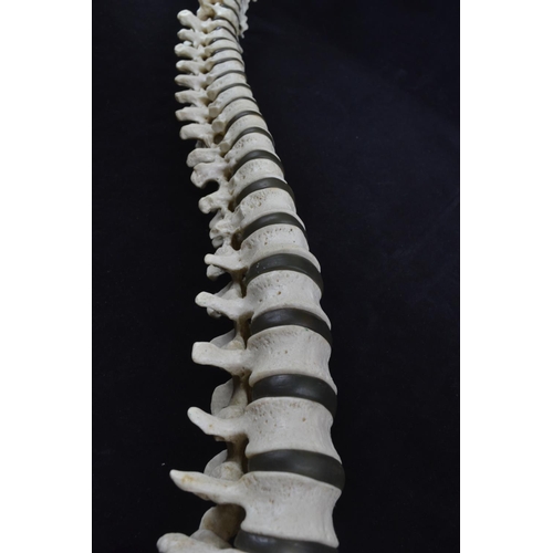 439 - A vintage anatomical model of a spine, possibly by Adam Rouilly, length approx. 79cm