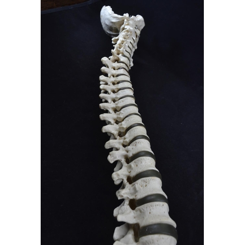 439 - A vintage anatomical model of a spine, possibly by Adam Rouilly, length approx. 79cm