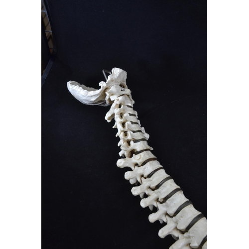 439 - A vintage anatomical model of a spine, possibly by Adam Rouilly, length approx. 79cm