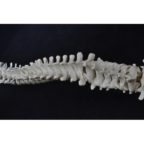 439 - A vintage anatomical model of a spine, possibly by Adam Rouilly, length approx. 79cm